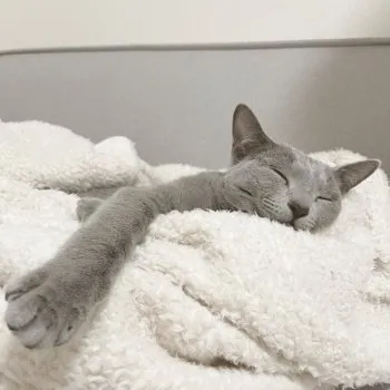 くり 様のお迎えした子猫