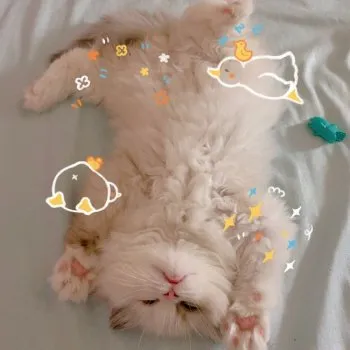 リュウ 様のお迎えした子猫