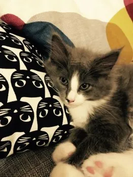 aya 様のお迎えした子猫