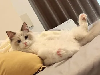 み 様のお迎えした子猫