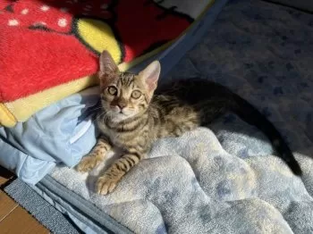 T.K 様のお迎えした子猫
