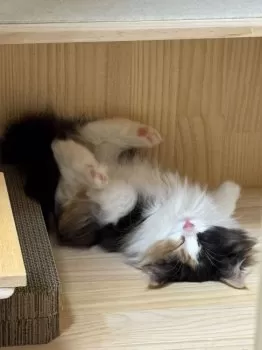 たんたん 様のお迎えした子猫