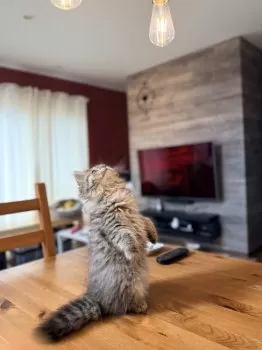 D.Ｉ 様のお迎えした子猫