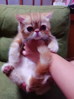 NANAMI 様のお迎えした子猫