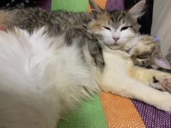ウパシ 様のお迎えした子猫