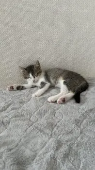 すずか 様のお迎えした子猫