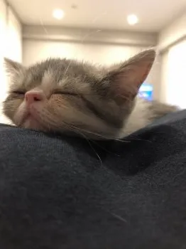 ころみん 様のお迎えした子猫