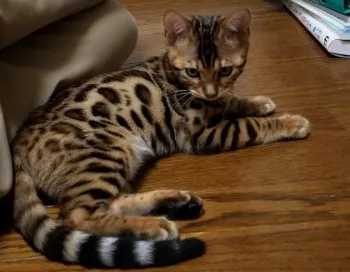 かつ 様のお迎えした子猫