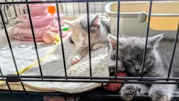 T.S 様のお迎えした子猫