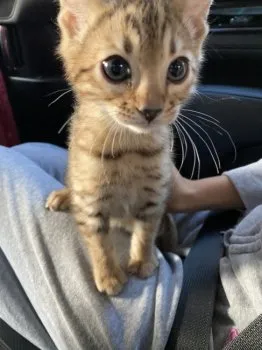 さー 様のお迎えした子猫