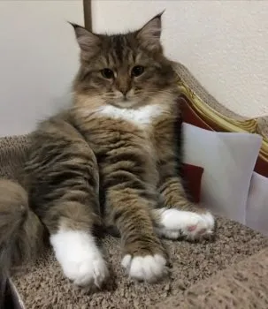 Ｍoon 様のお迎えした子猫