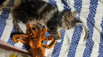 虎鉄ママ 様のお迎えした子猫