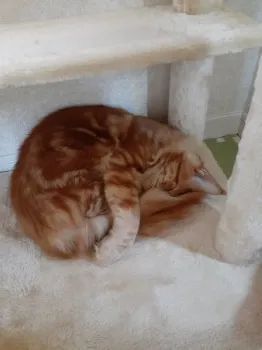 ひろっち 様のお迎えした子猫