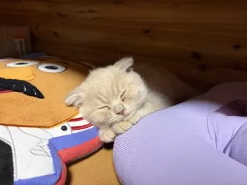 A.M 様のお迎えした子猫