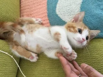 むぎ 様のお迎えした子猫
