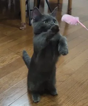 K田 様のお迎えした子猫
