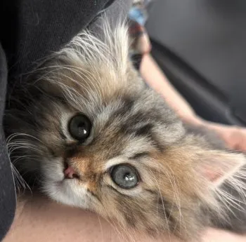 A.M 様のお迎えした子猫