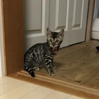 megane 様のお迎えした子猫