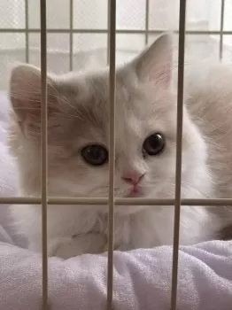 emi* 様のお迎えした子猫