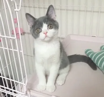 nishi 様のお迎えした子猫