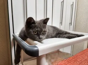 ジジ 様のお迎えした子猫