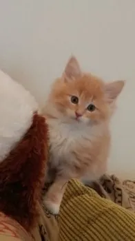 えびちゃん 様のお迎えした子猫
