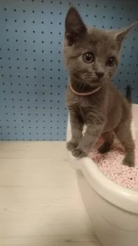 アオウミウシ 様のお迎えした子猫