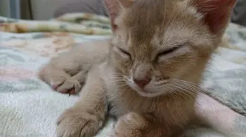ムッタン 様のお迎えした子猫