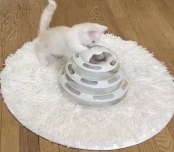 chizurun 様のお迎えした子猫