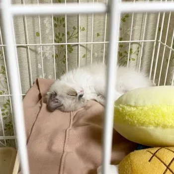 ういくん 様のお迎えした子猫