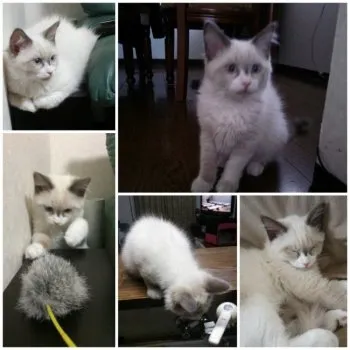 RIKA 様のお迎えした子猫