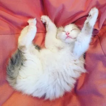 やっこ 様のお迎えした子猫