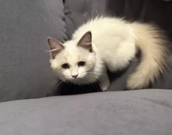 Y.T 様のお迎えした子猫
