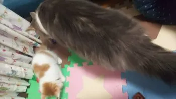 とも 様のお迎えした子猫
