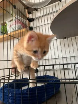Yume 様のお迎えした子猫