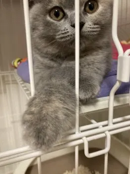 あさみ 様のお迎えした子猫