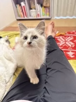 きき 様のお迎えした子猫