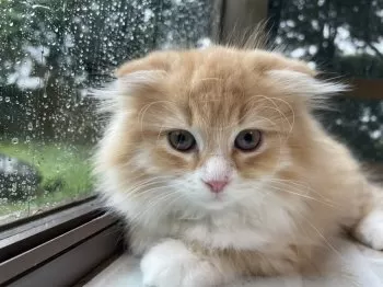 スコママ 様のお迎えした子猫