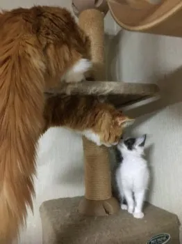 レオママ 様のお迎えした子猫