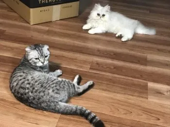 ありんこ 様のお迎えした子猫