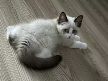 T.N 様のお迎えした子猫