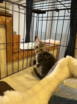 たか 様のお迎えした子猫