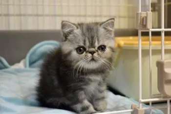 sena 様のお迎えした子猫