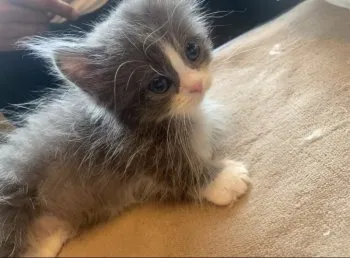 ふじ 様のお迎えした子猫