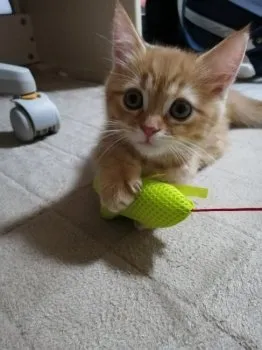 みー 様のお迎えした子猫