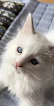 さちこ 様のお迎えした子猫