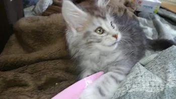 猫大好き 様のお迎えした子猫
