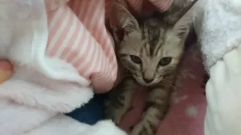 ぱむ 様のお迎えした子猫