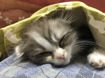 すずき 様のお迎えした子猫