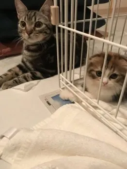ザック&モモのママ 様のお迎えした子猫